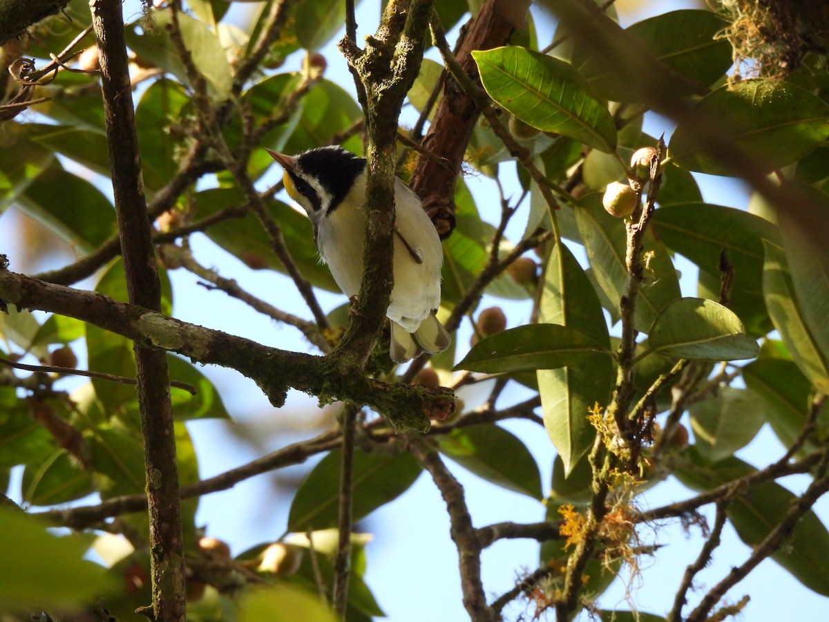 Golden-winged Warbler - ML647396738