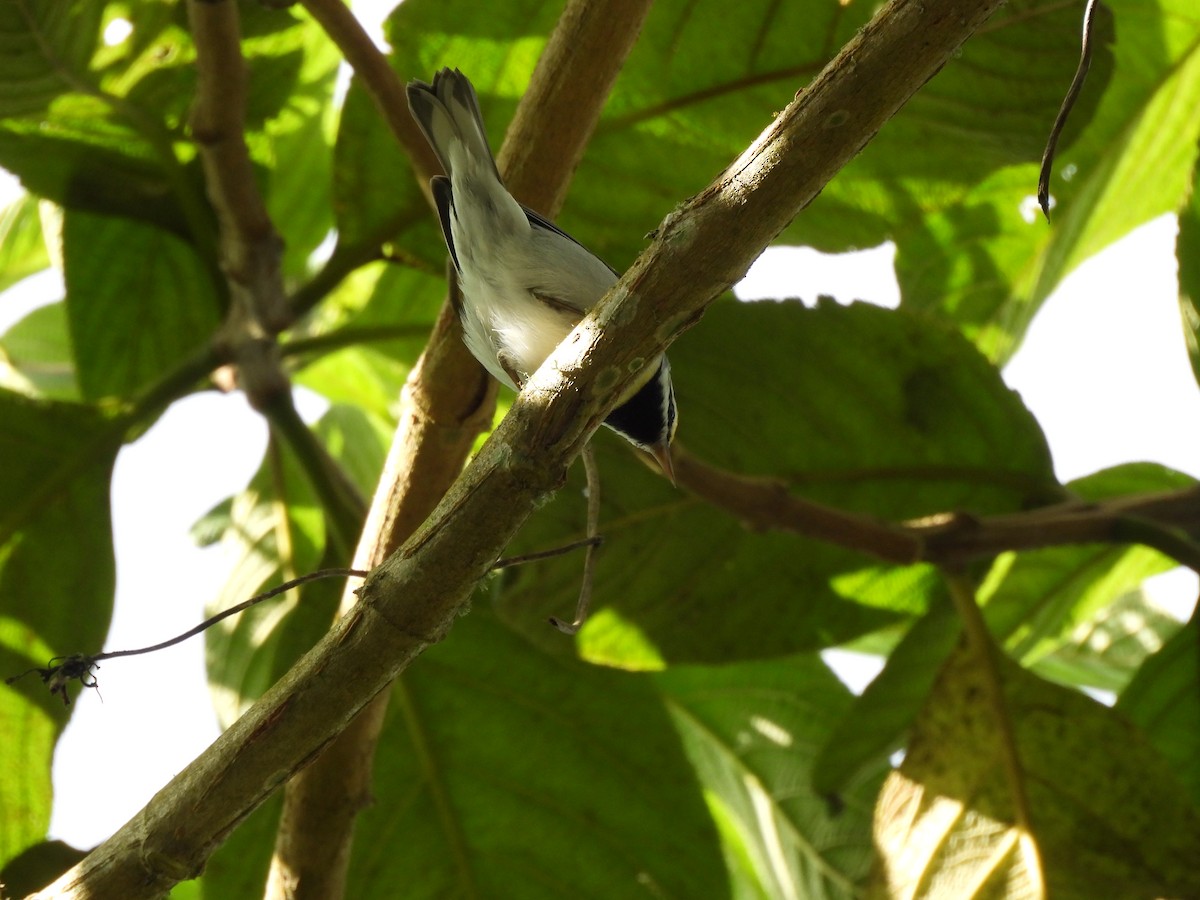 Golden-winged Warbler - ML647396740