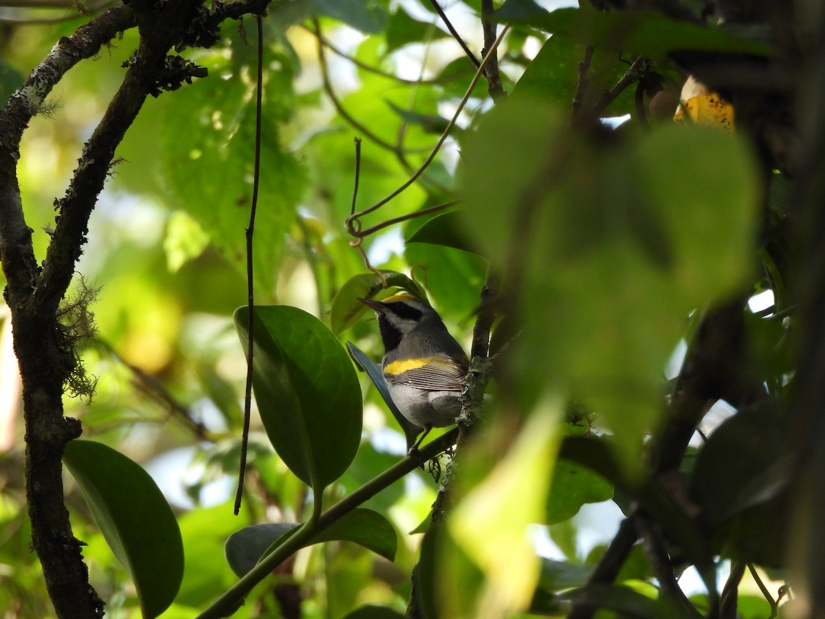 Golden-winged Warbler - ML647396741