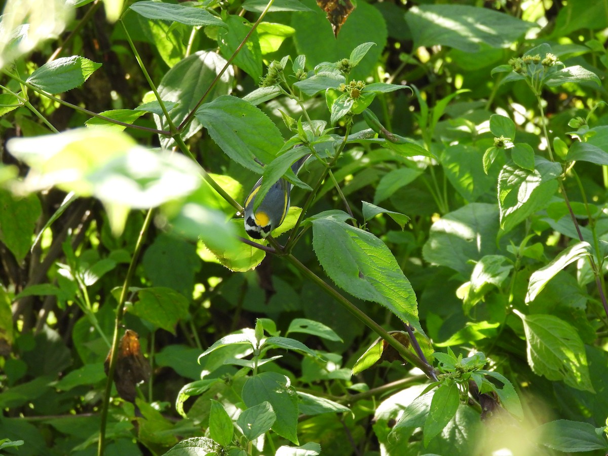 Golden-winged Warbler - ML647396742