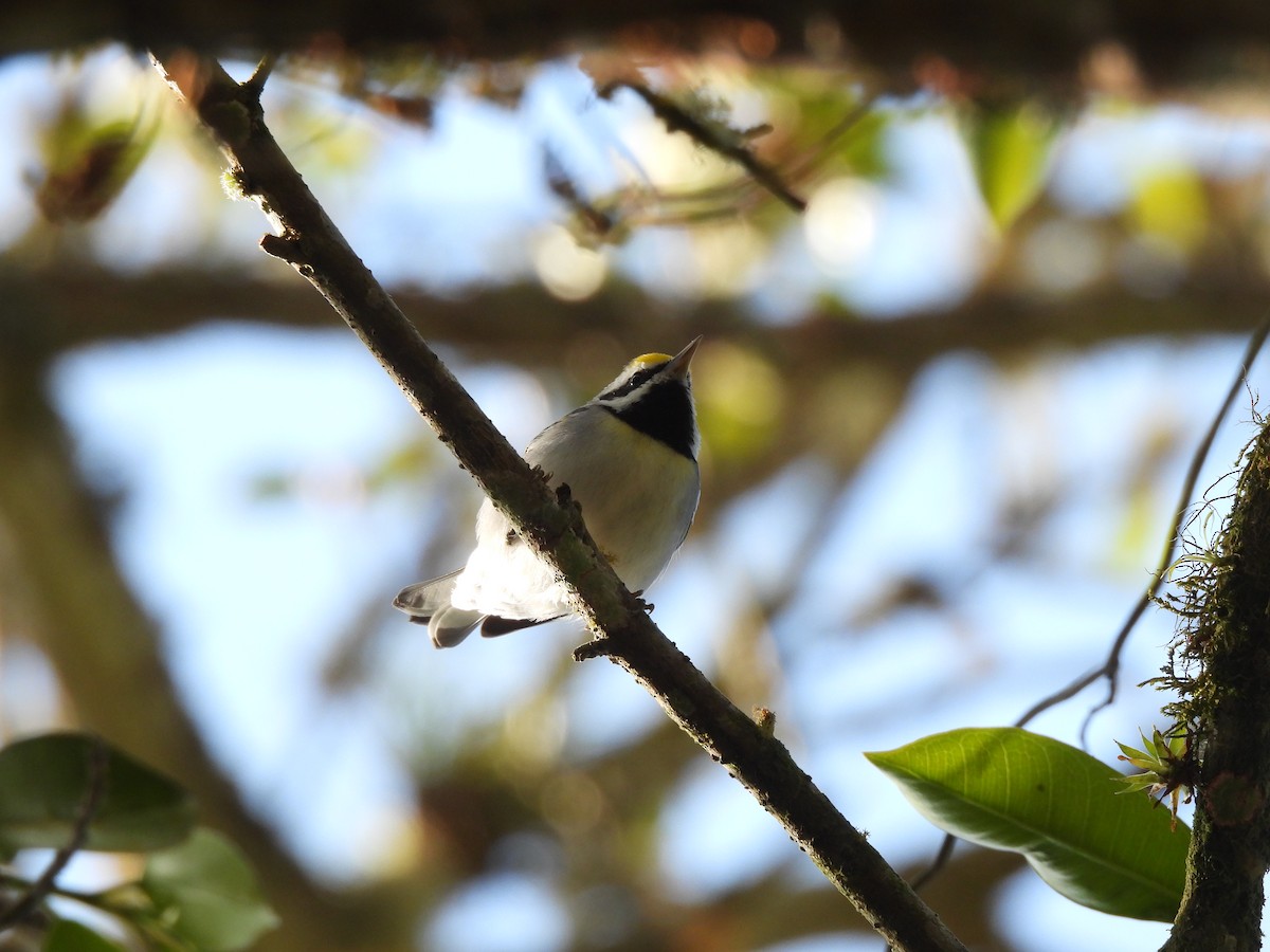 Golden-winged Warbler - ML647396752