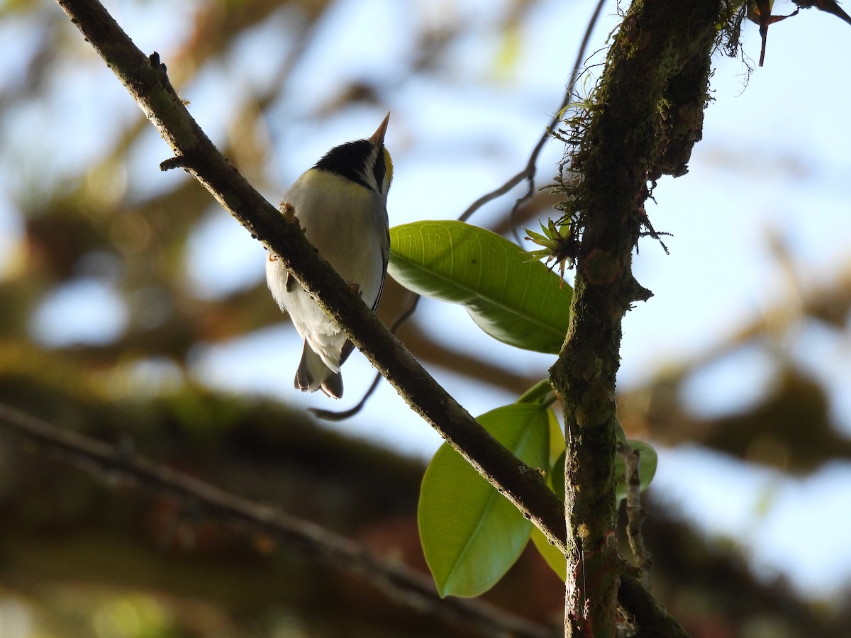 Golden-winged Warbler - ML647396753