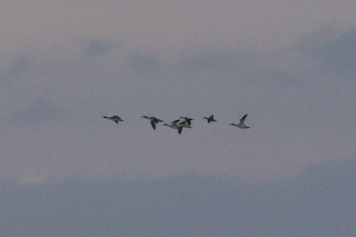 Serreta Mediana - ML647396756