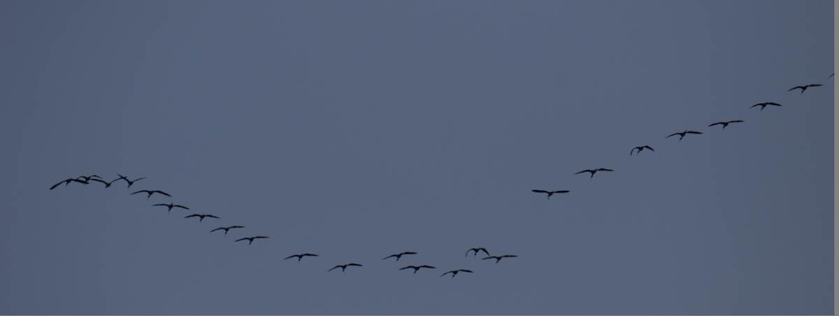 Glossy Ibis - ML647396758