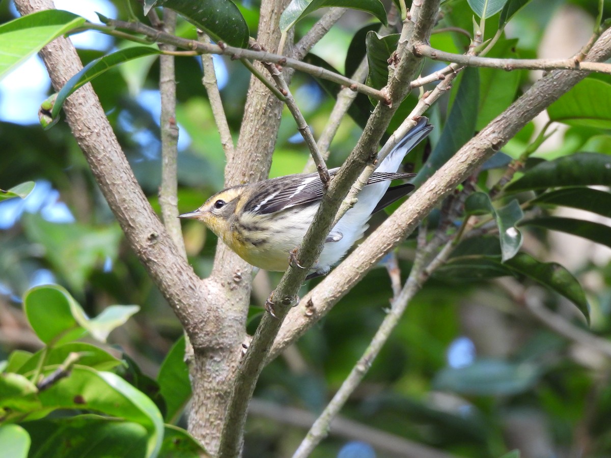 Blackburnian Warbler - ML647396762