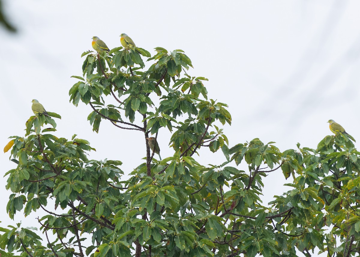 Turuncu Göğüslü Yeşil Güvercin - ML647396772