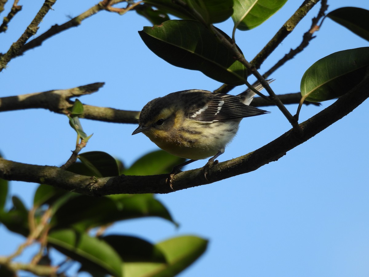 Blackburnian Warbler - ML647396782