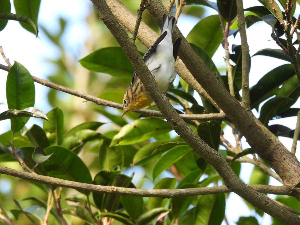 Blackburnian Warbler - ML647396784