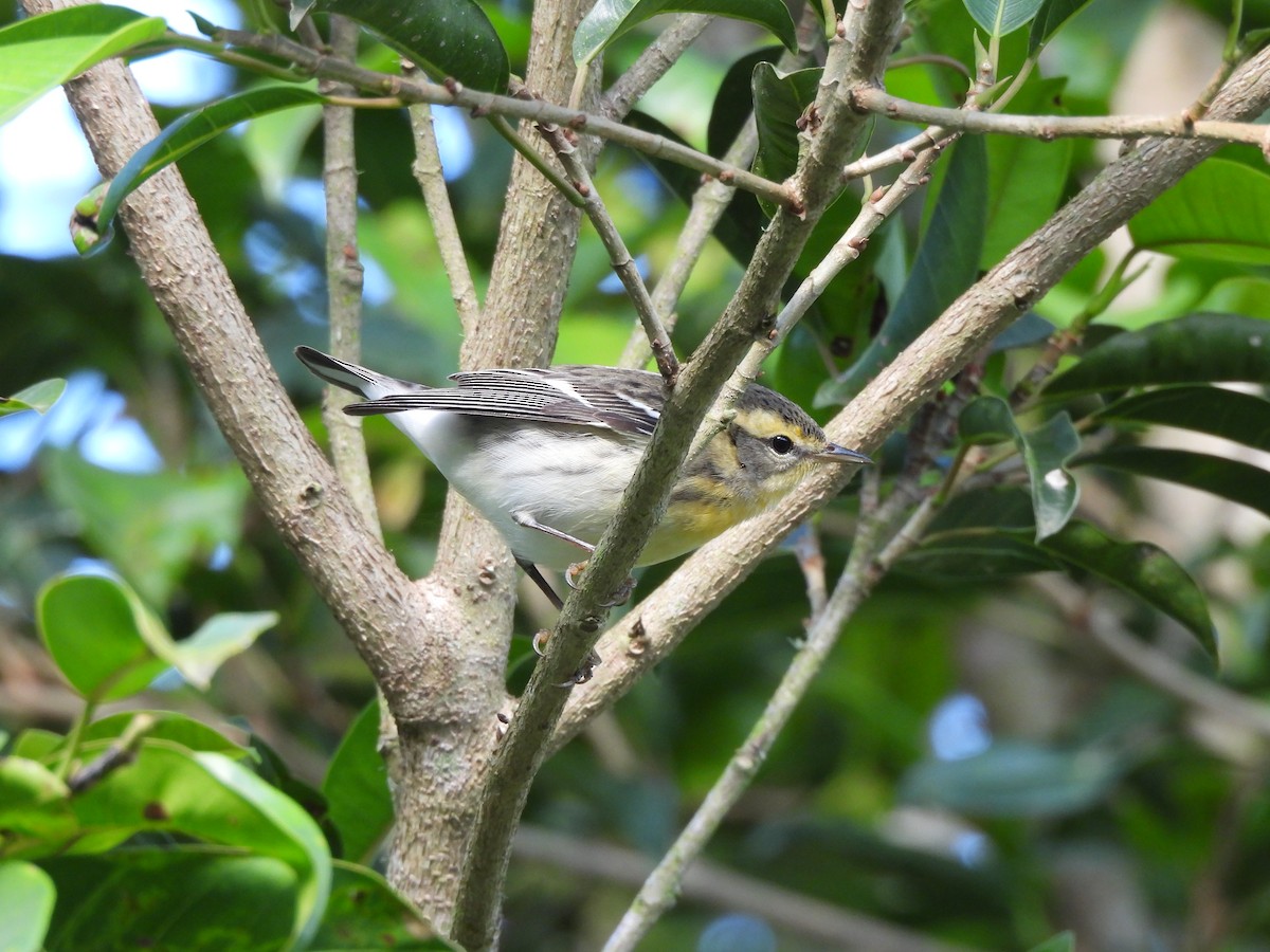 Blackburnian Warbler - ML647396786