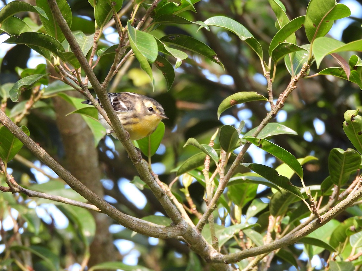 Blackburnian Warbler - ML647396788