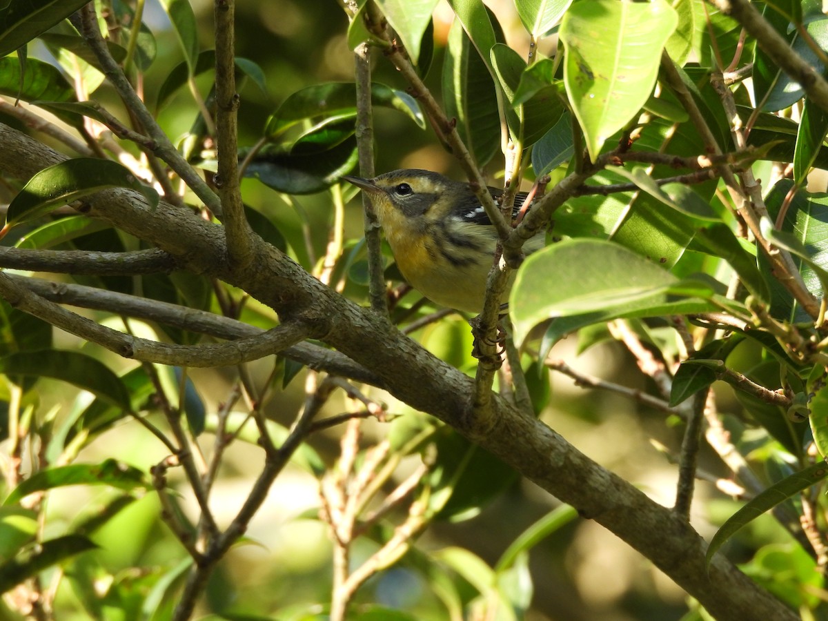 Blackburnian Warbler - ML647396790