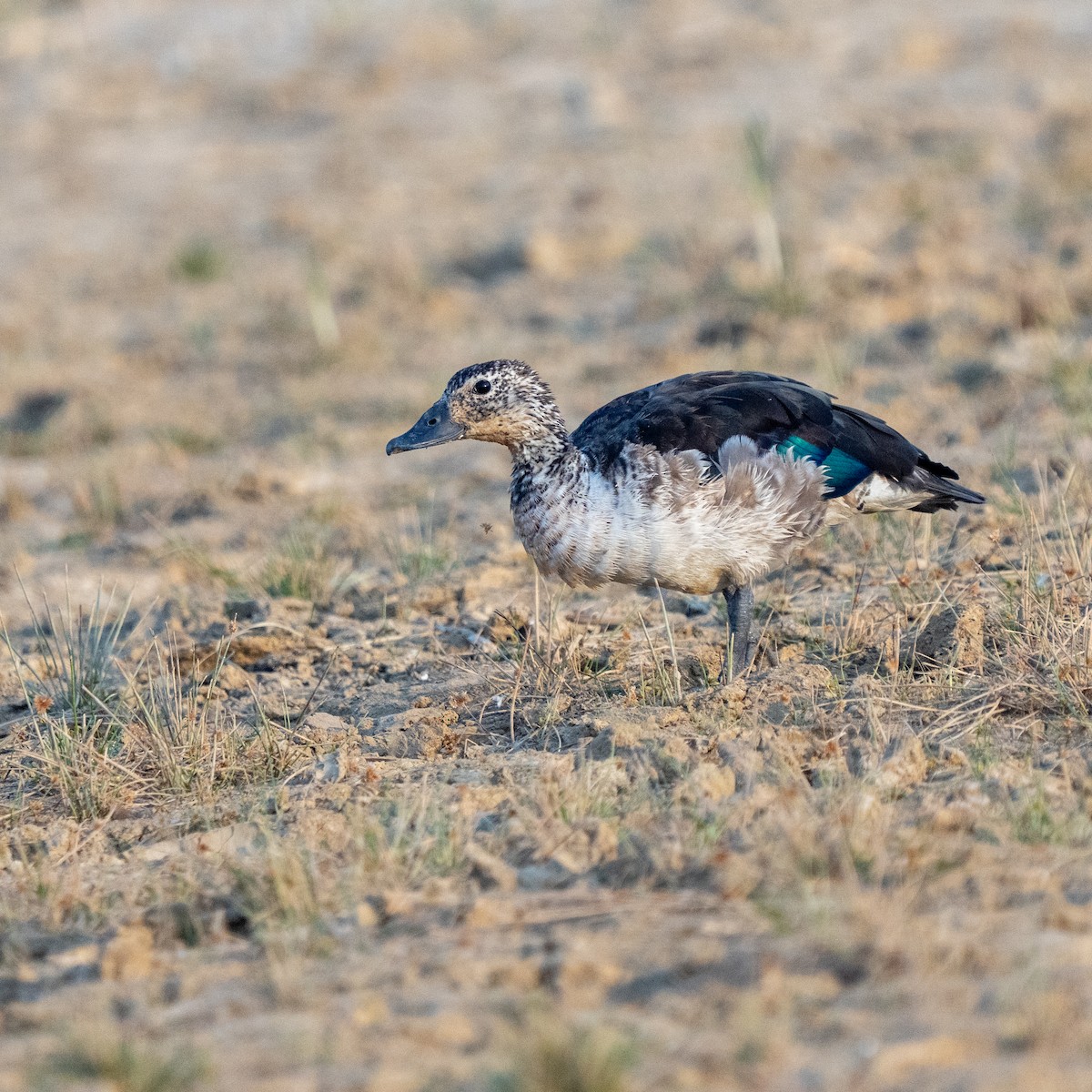 Knob-billed Duck - ML647396796