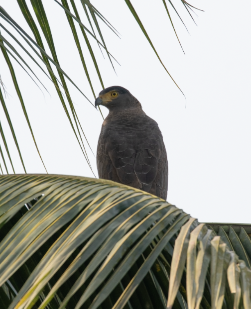 Culebrera Chiíla - ML647396813