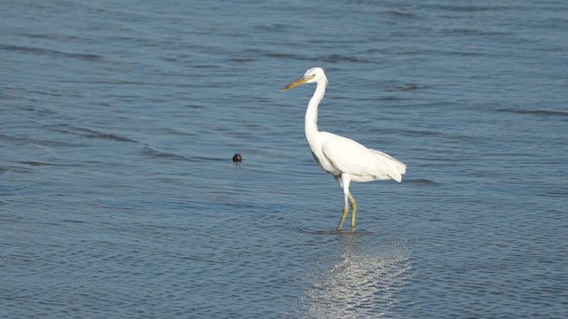 Чепура жовтодзьоба - ML647396815