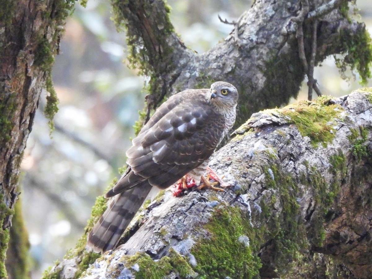 Atmaca - ML647396835