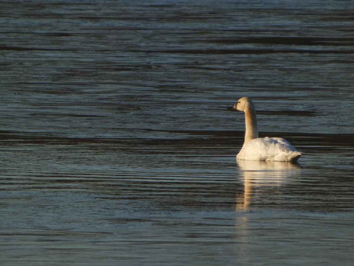 Tundra Swan - ML647396836
