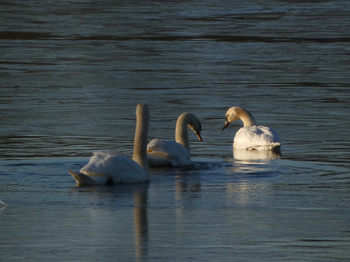 Tundra Swan - ML647396837