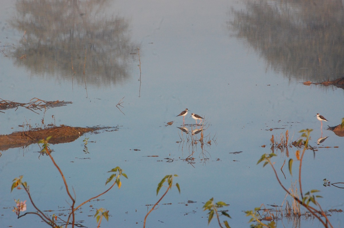 高蹺鴴 - ML647396859