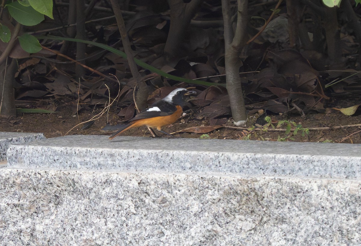 חכלילית סיבירית - ML647396864