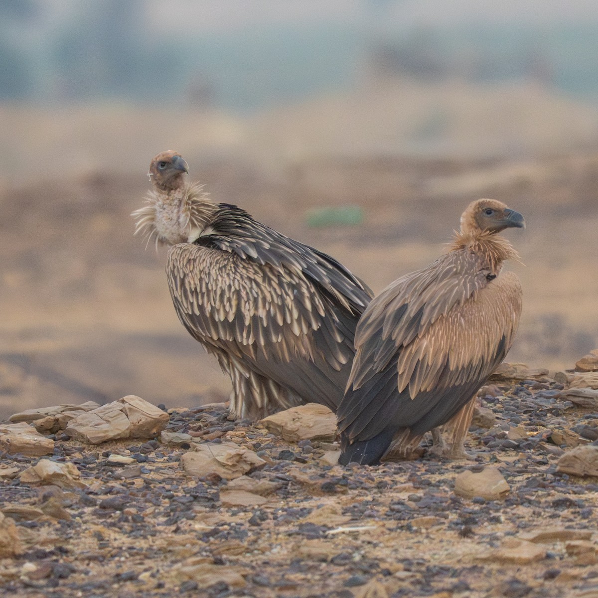 נשר הימלאיה - ML647396871