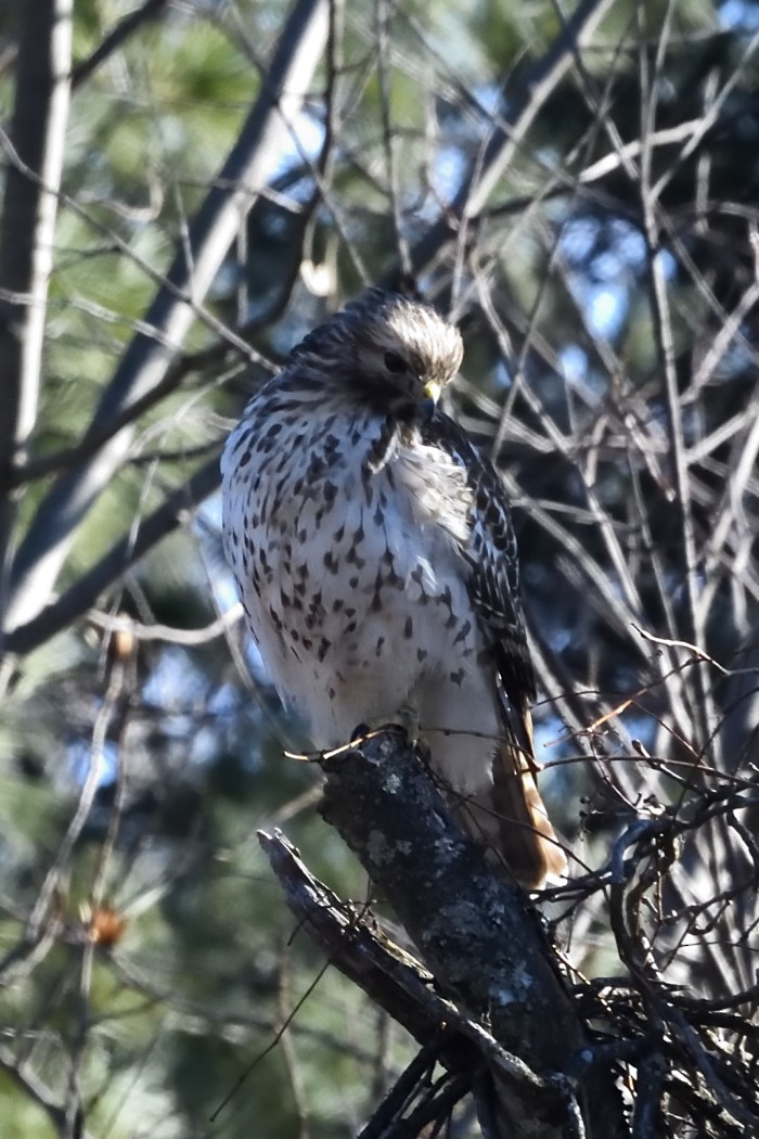 Red-shouldered Hawk - ML647396873