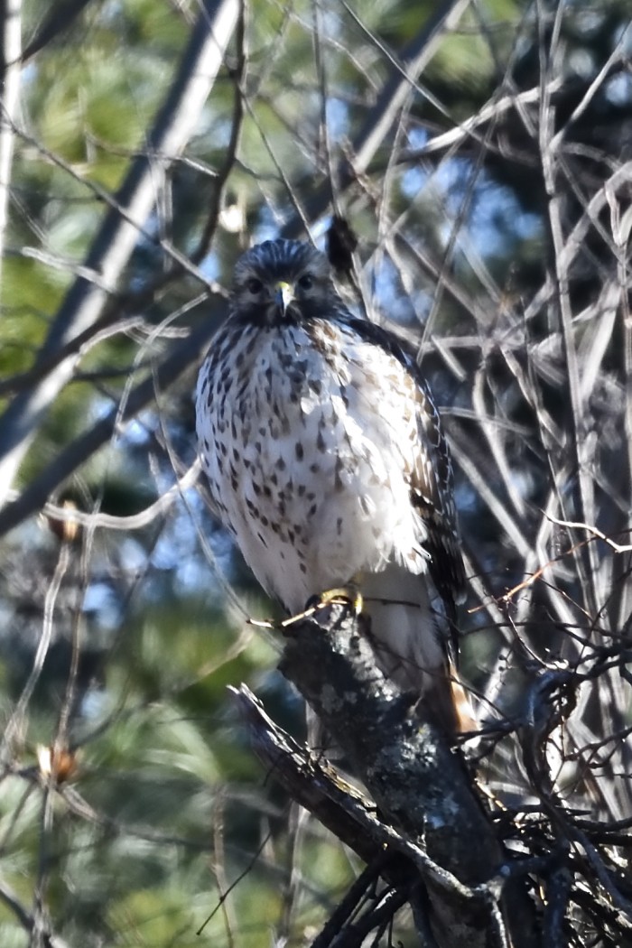 Red-shouldered Hawk - ML647396877