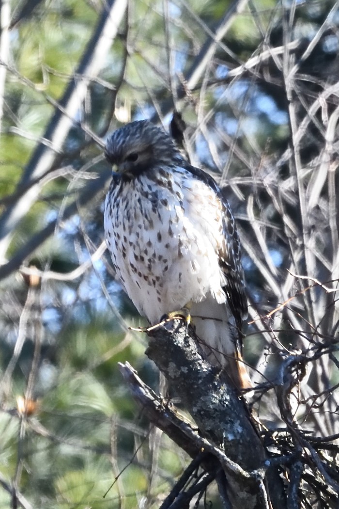 Red-shouldered Hawk - ML647396879
