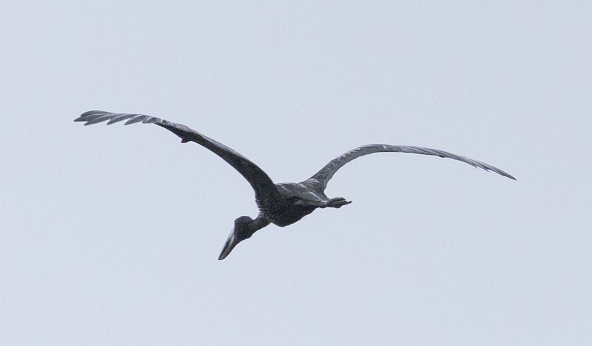 African Openbill - ML647396883