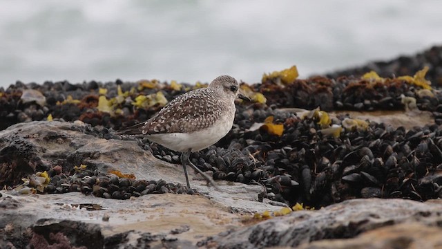 Сивка морська - ML647396885