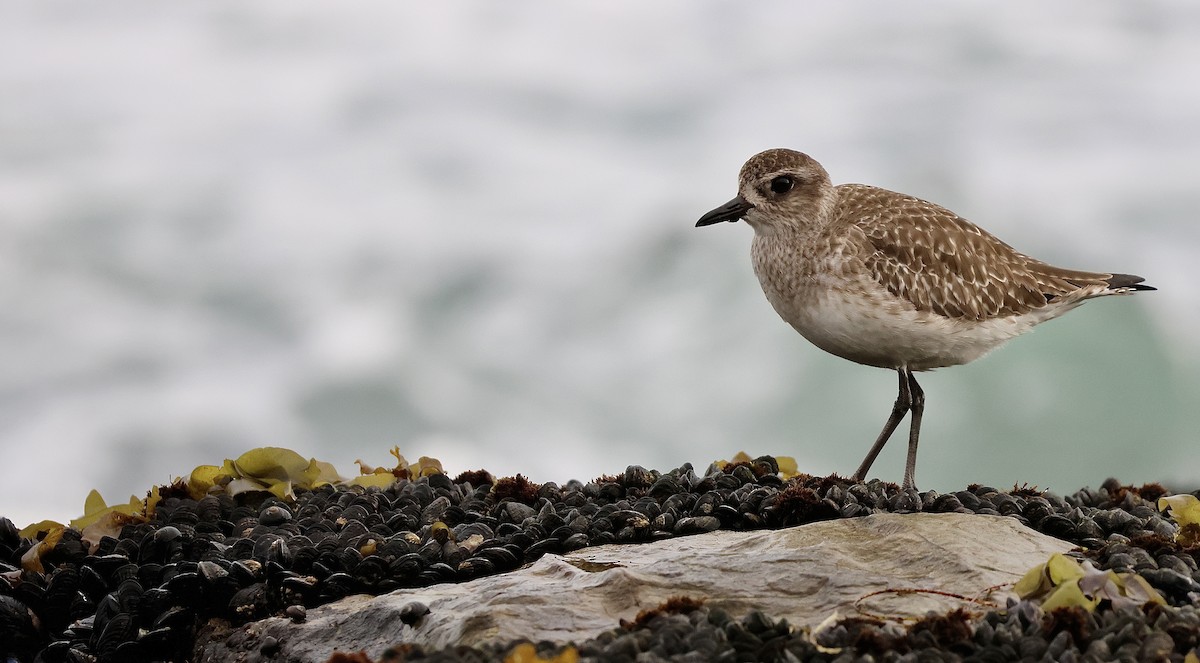 Black-bellied Plover - ML647396887