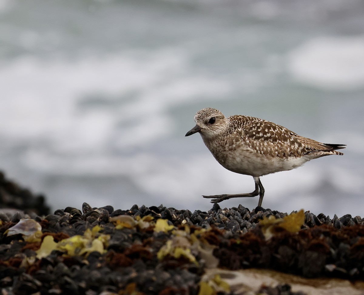 Black-bellied Plover - ML647396888