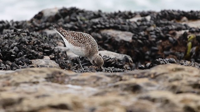 Сивка морська - ML647396889