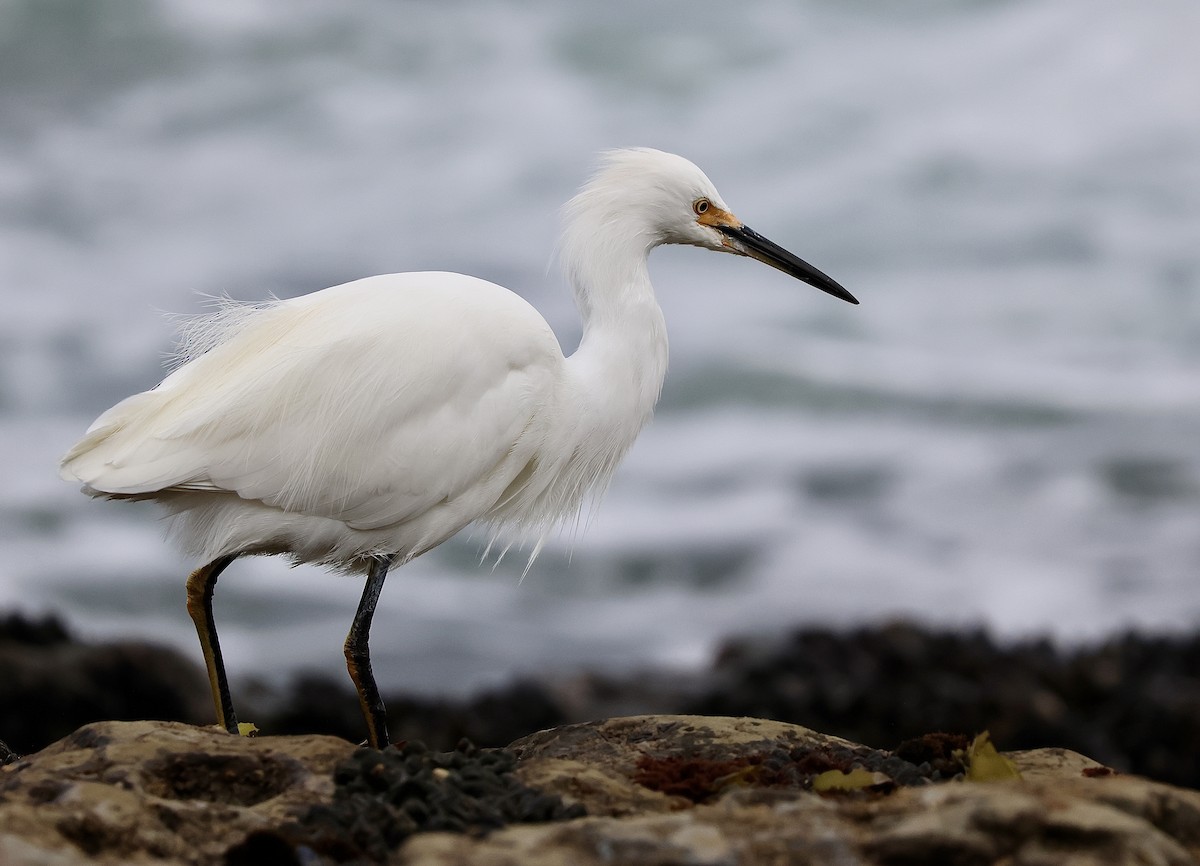 Snowy Egret - ML647396892