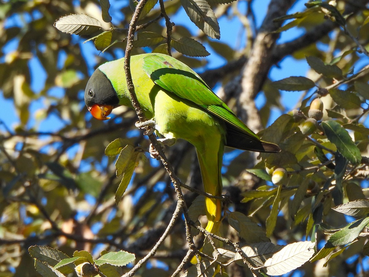 himalayaparakitt - ML647396895