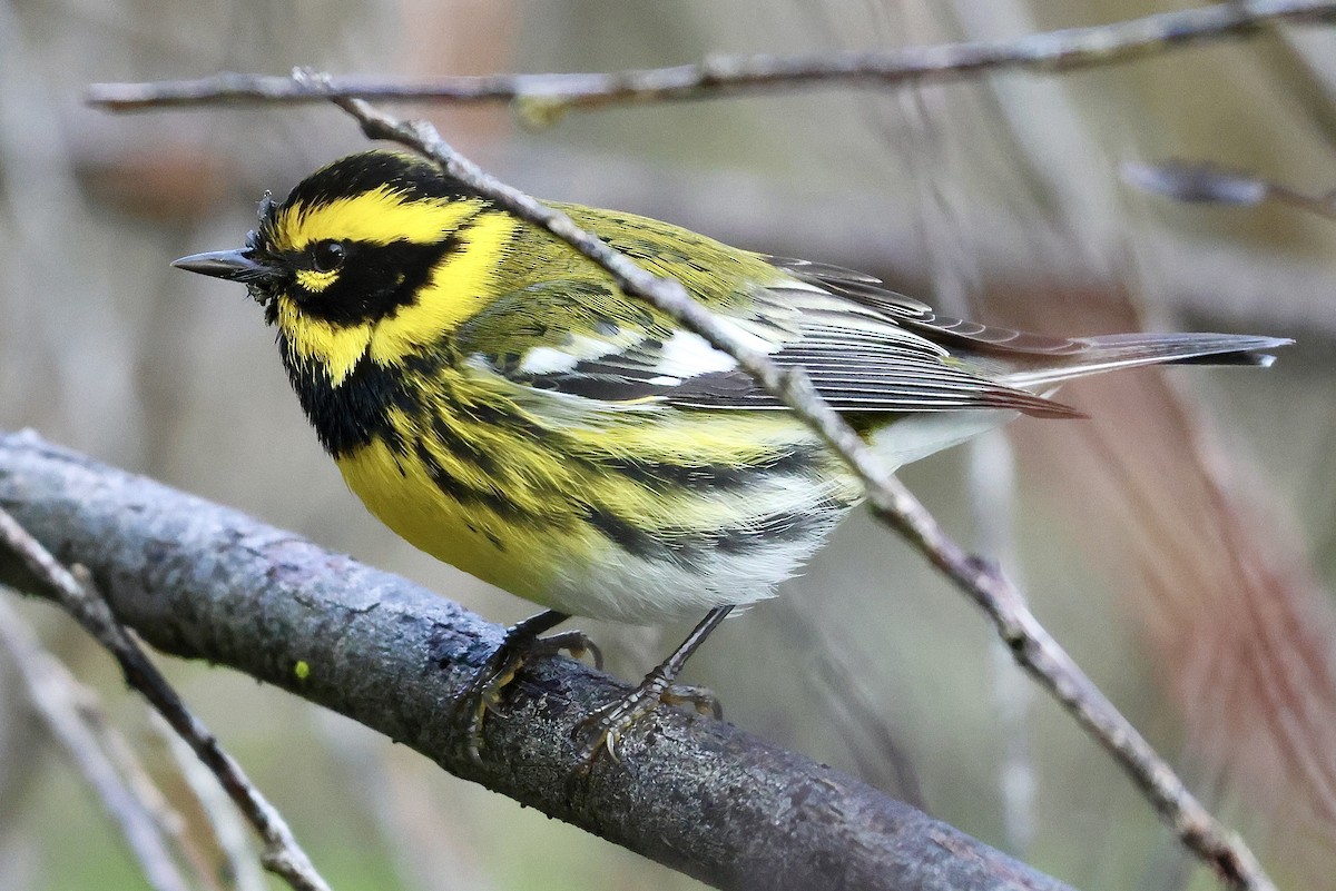 Townsend's Warbler - ML647396896