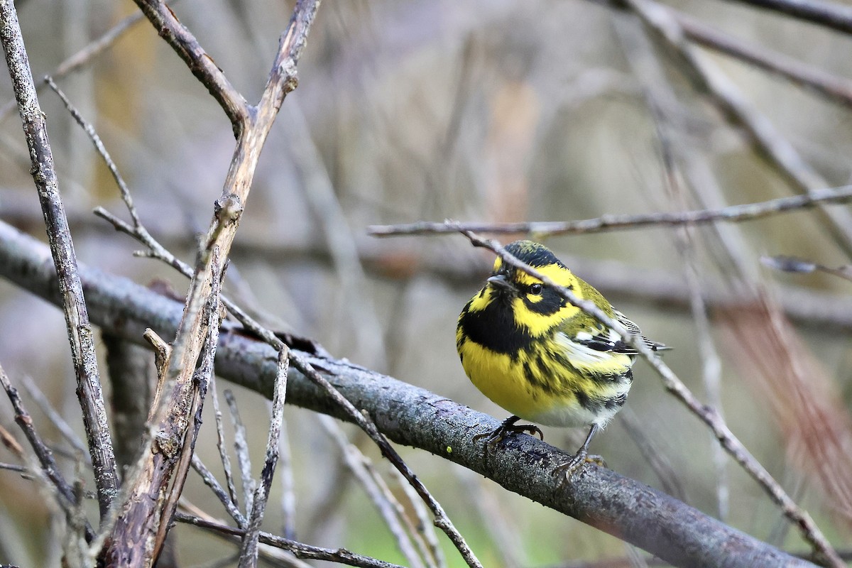 Townsend's Warbler - ML647396898