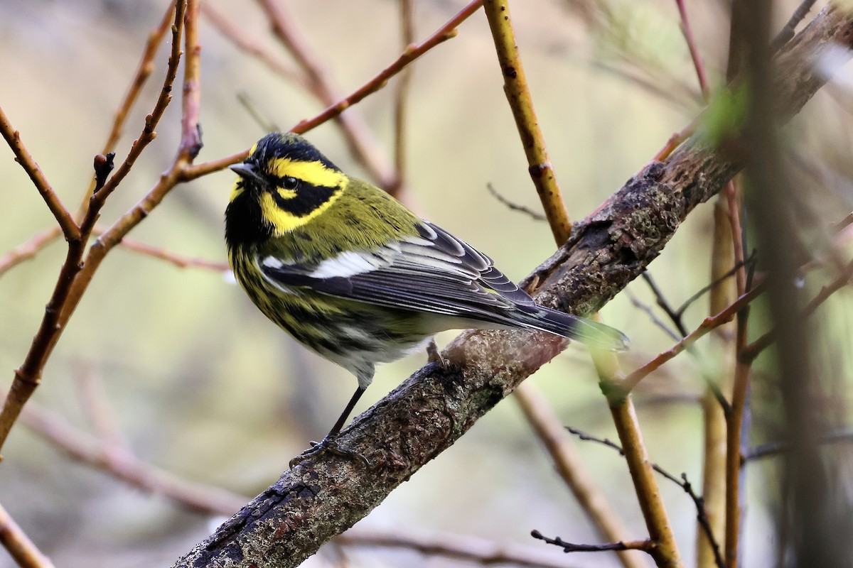 Townsend's Warbler - ML647396899