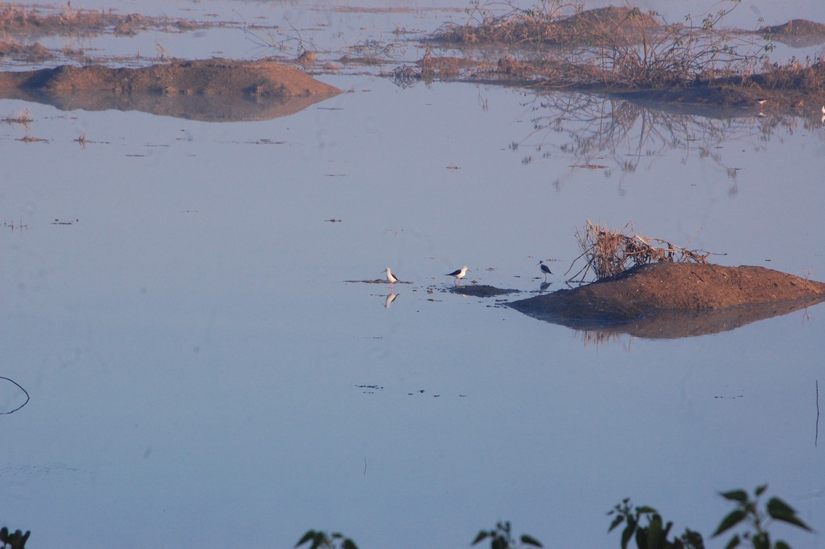 高蹺鴴 - ML647396906