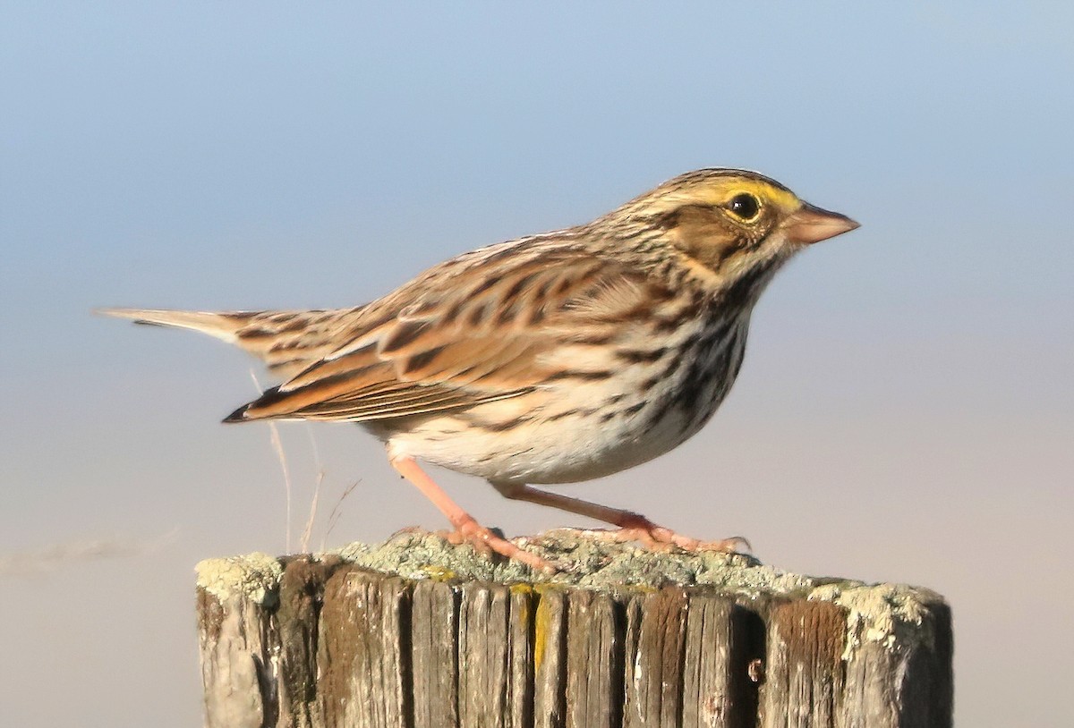 Chingolo Sabanero - ML647396914