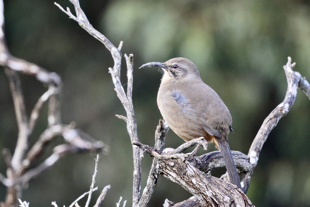 California Thrasher - ML647396915