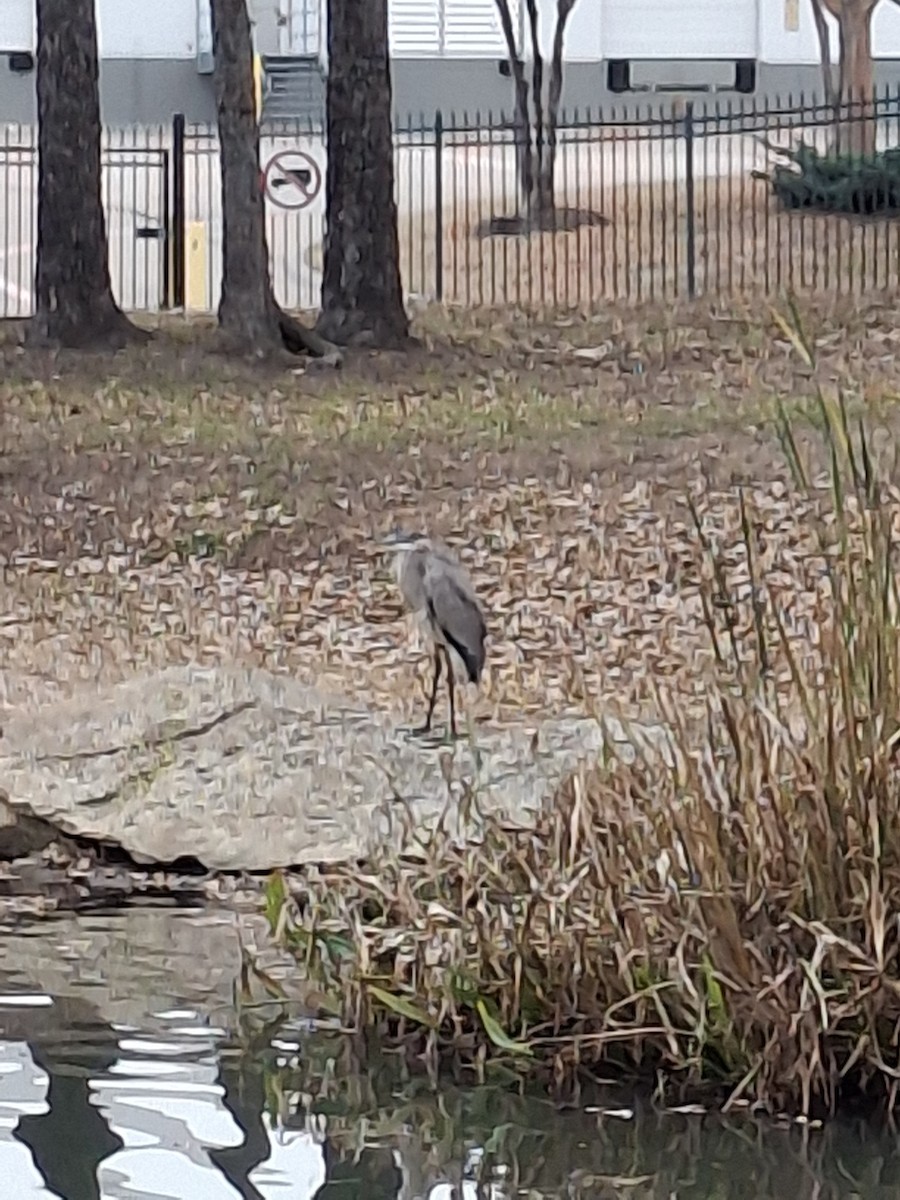 Grand Héron - ML647396932