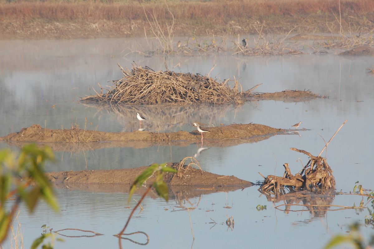 高蹺鴴 - ML647396933