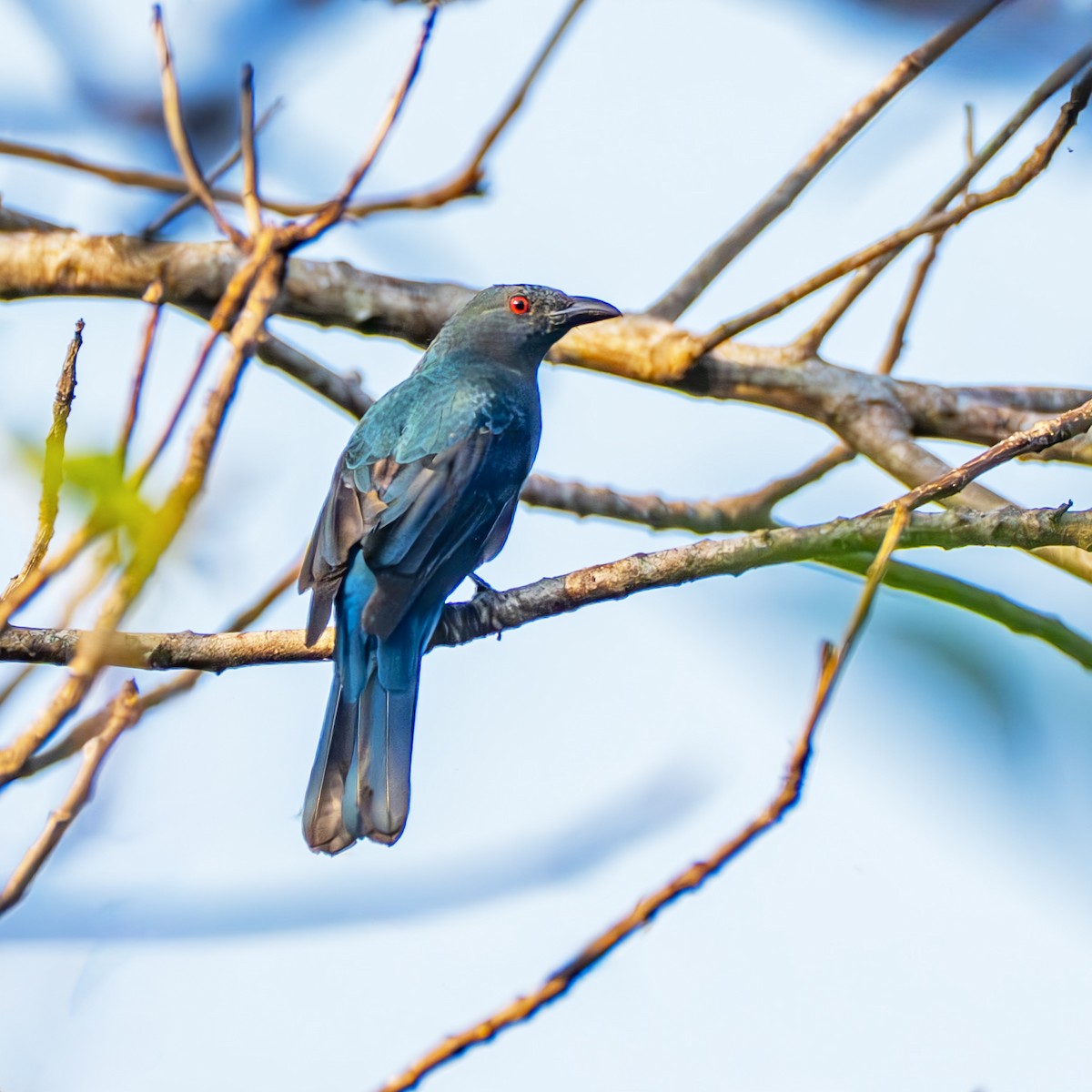 Ірена блакитна - ML647396936