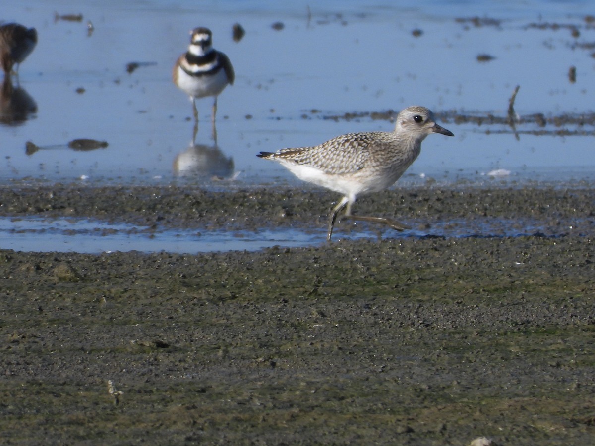 灰斑鴴 - ML647396943