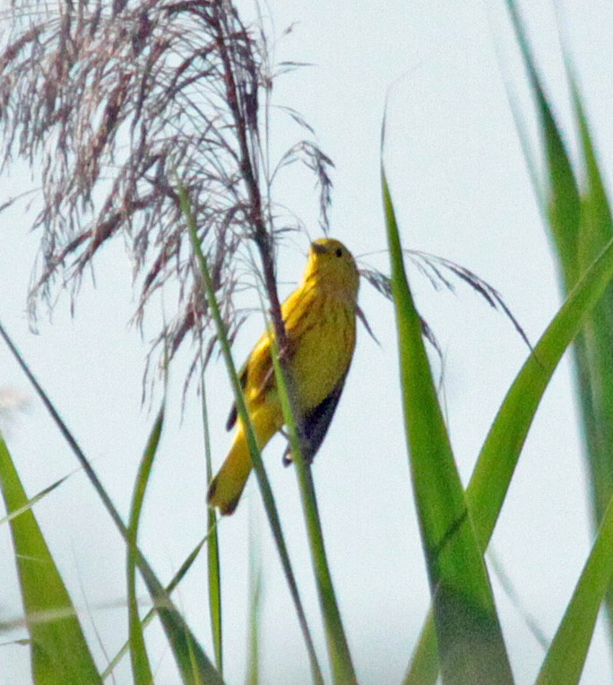 Sarı Ötleğen - ML647396945