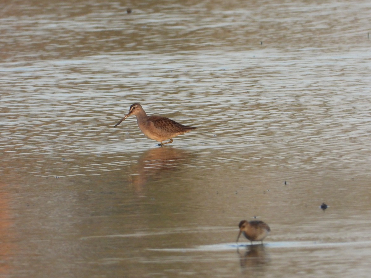 長嘴半蹼鷸 - ML647396947