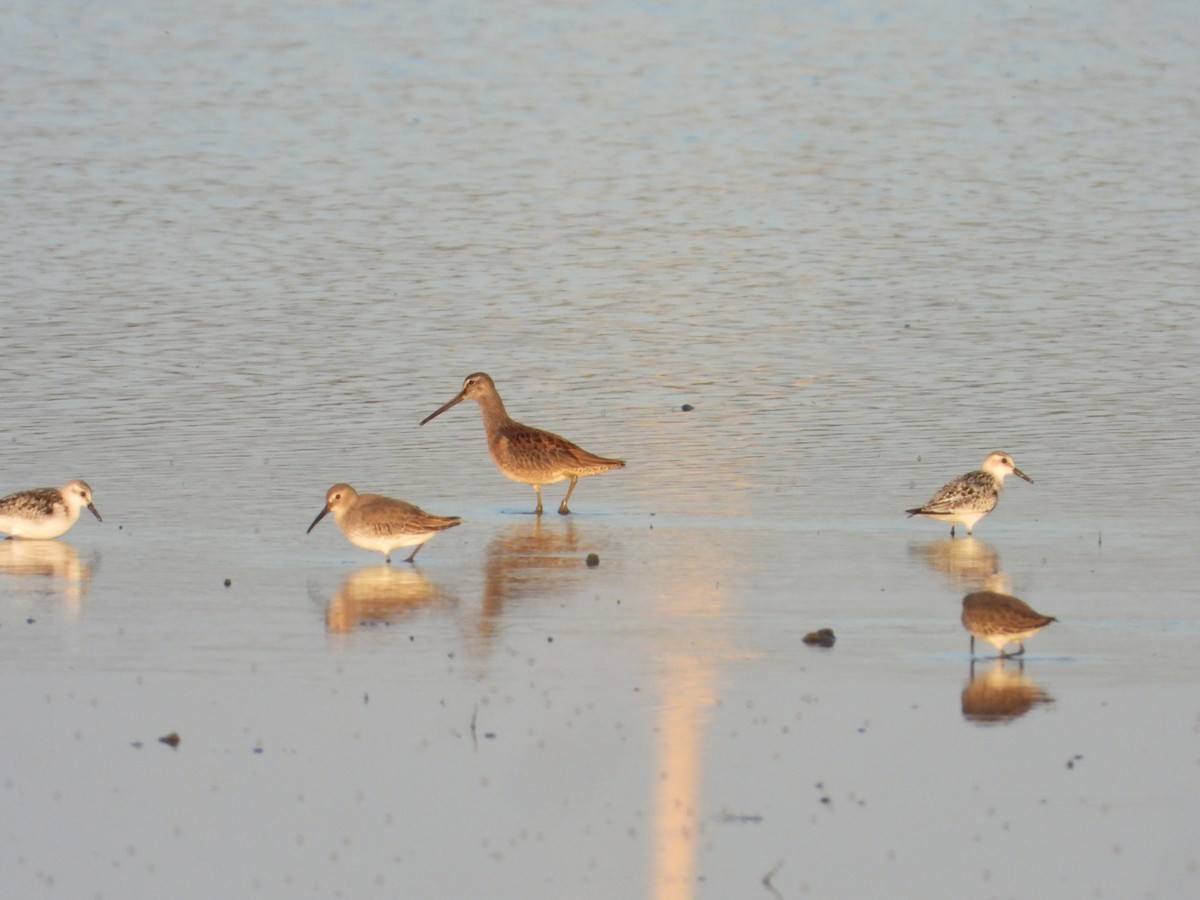 長嘴半蹼鷸 - ML647396948