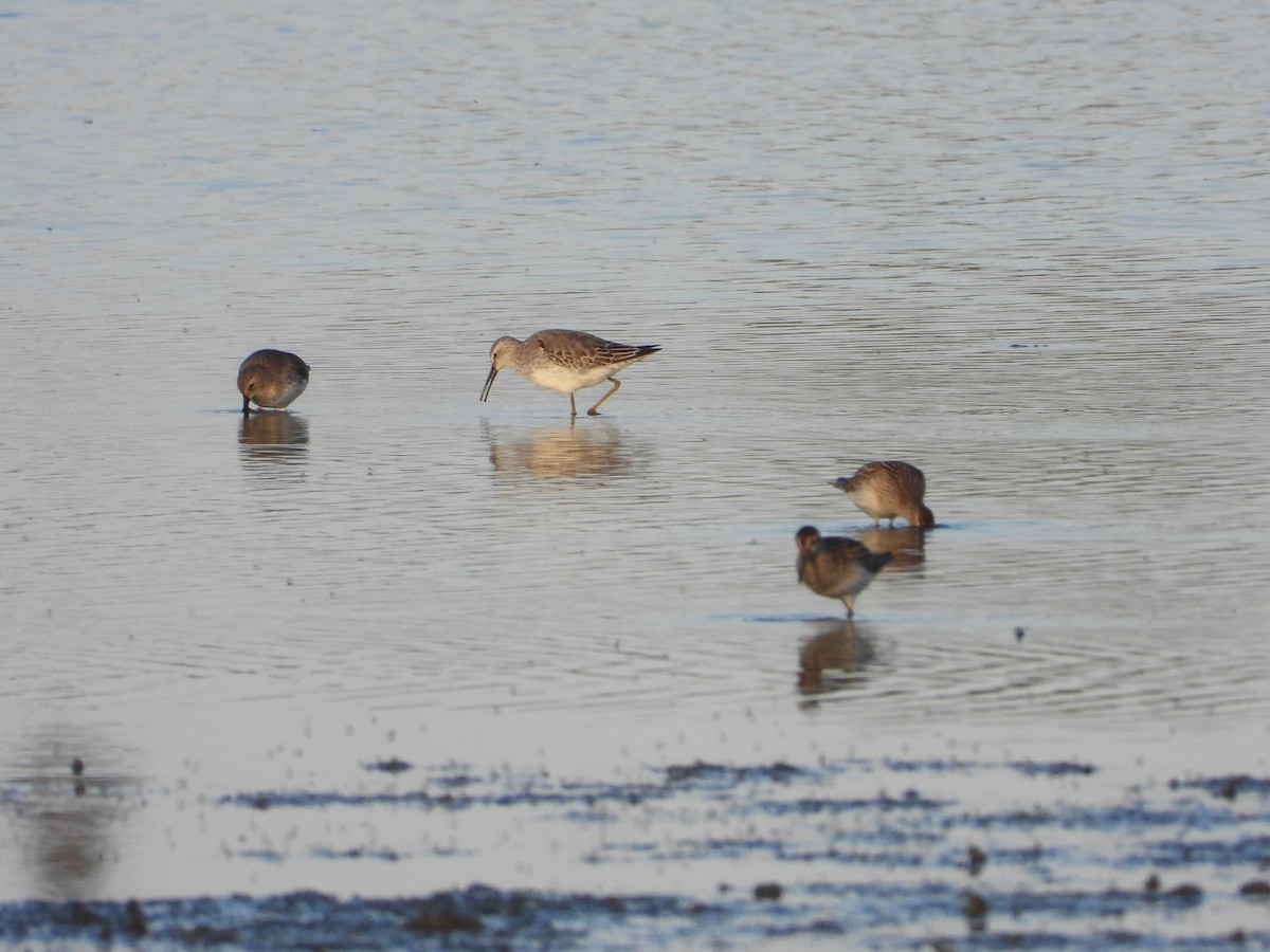 高蹺濱鷸 - ML647396949