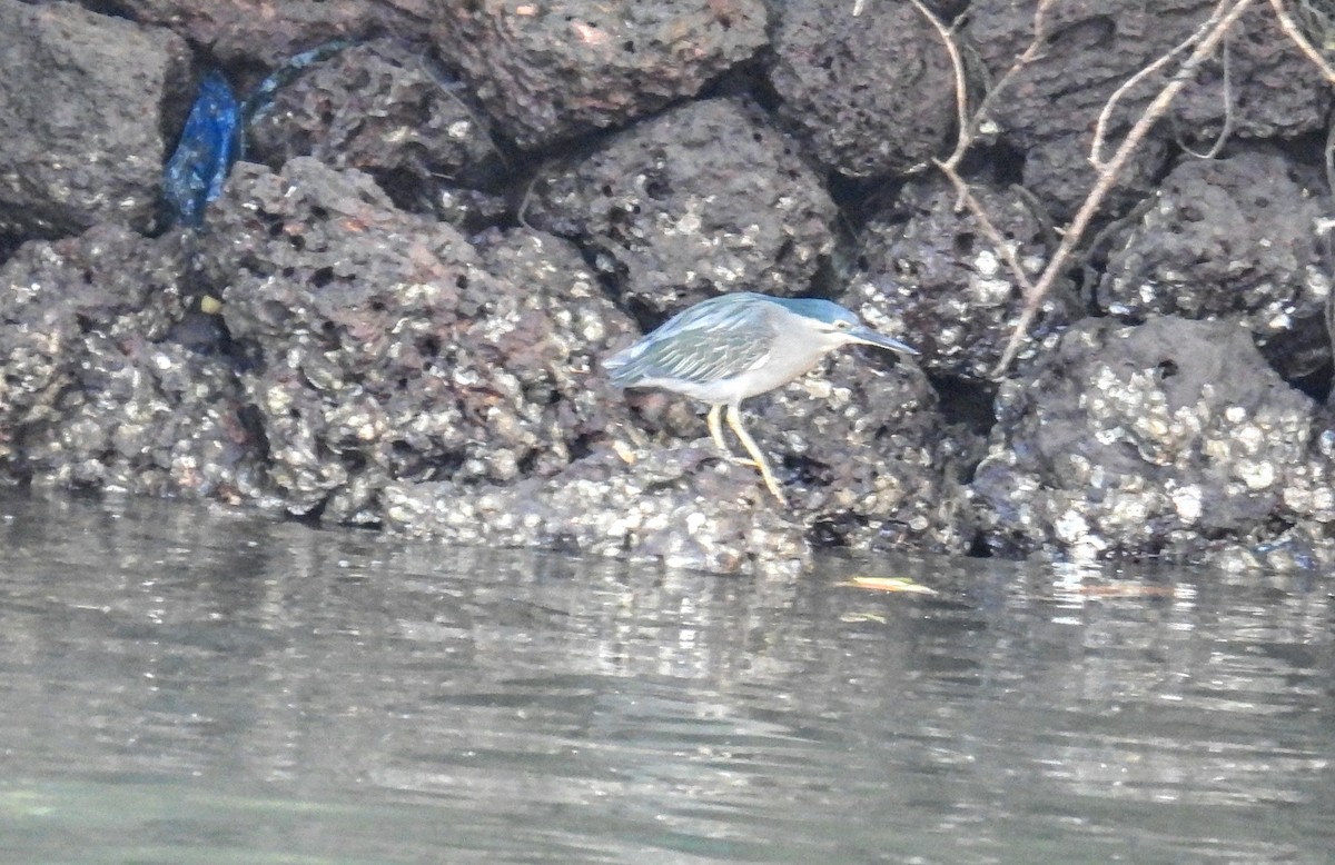 綠簑鷺 - ML647396950