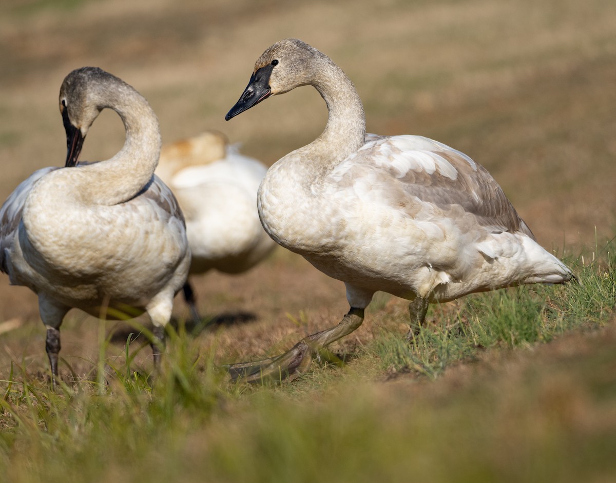 Trumpeter Swan - ML647396951